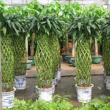 苏州绿植租赁