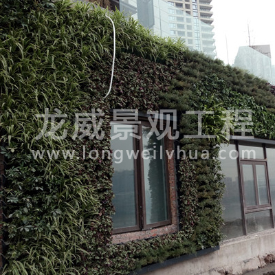 苏州植物墙