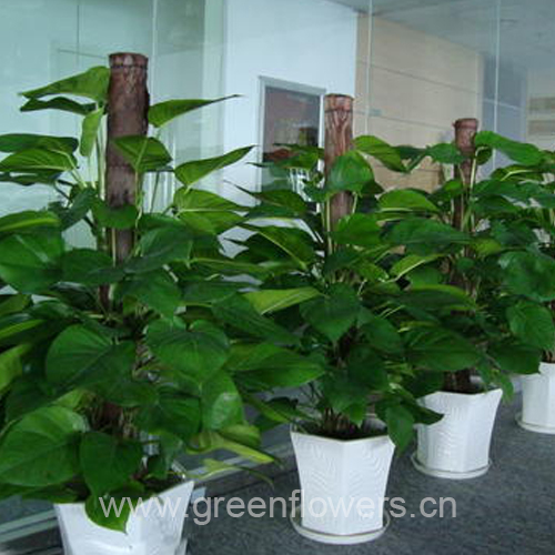 苏州植物墙