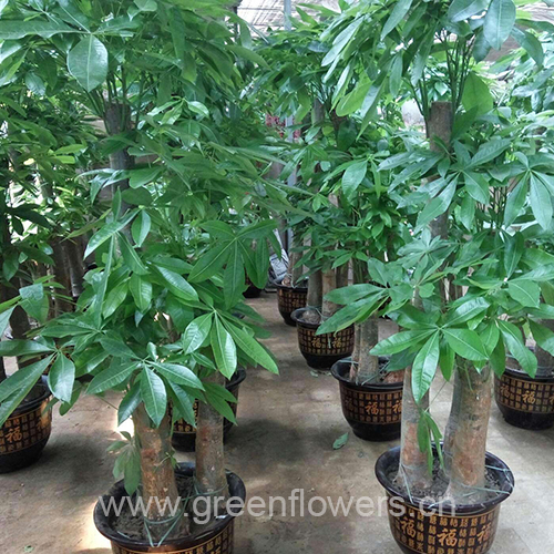 苏州植物墙